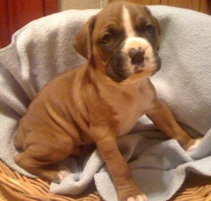 AKCBoxerPuppies-Gorgeous